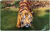 Tiger at Ranthambore